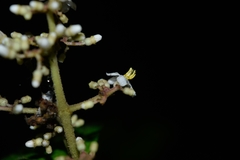 Miconia