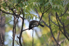 Pycnonotus cafer × jocosus
