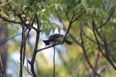 Pycnonotus cafer × jocosus