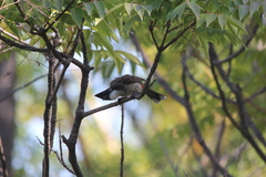 Pycnonotus cafer × jocosus