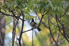 Pycnonotus cafer × jocosus