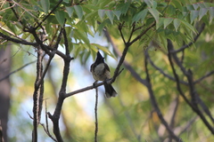 Pycnonotus cafer × jocosus