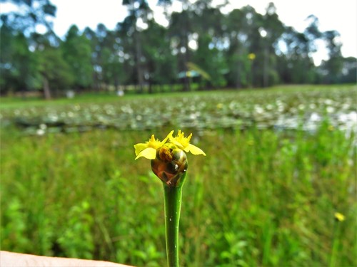 Image of Xyris laxifolia by (c) Annika Lindqvist, some rights reserved (CC BY)