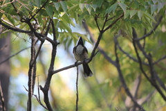 Pycnonotus cafer × jocosus