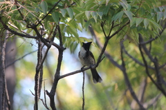 Pycnonotus cafer × jocosus