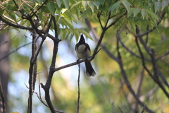 Pycnonotus cafer × jocosus