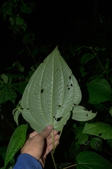 Miconia