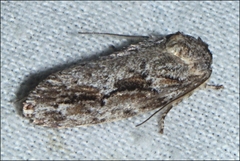 Agriophara confertella