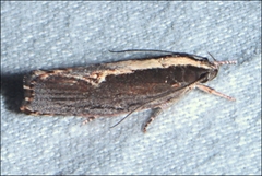 Archaereta dorsivittella