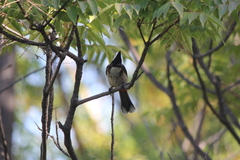 Pycnonotus cafer × jocosus