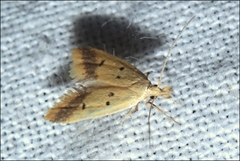 Atheropla crocea