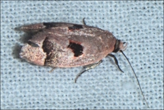 Acanthodela erythrosema