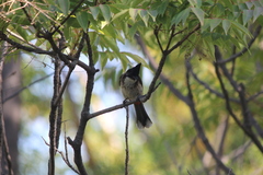 Pycnonotus cafer × jocosus