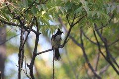 Pycnonotus cafer × jocosus