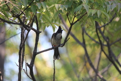 Pycnonotus cafer × jocosus