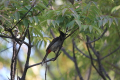 Pycnonotus cafer × jocosus