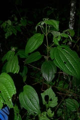 Miconia