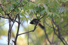 Pycnonotus cafer × jocosus