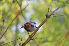 Pycnonotus cafer × jocosus