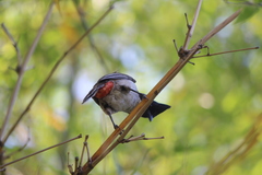 Pycnonotus cafer × jocosus