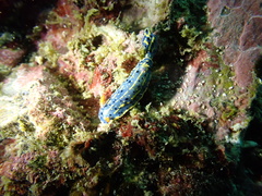 Hypselodoris festiva