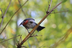 Pycnonotus cafer × jocosus