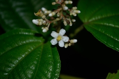 Miconia