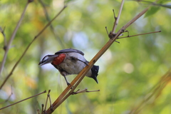 Pycnonotus cafer × jocosus