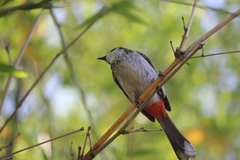 Pycnonotus cafer × jocosus