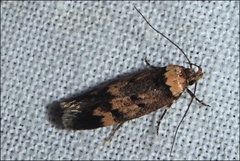 Barea codrella