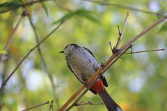 Pycnonotus cafer × jocosus