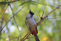 Pycnonotus cafer × jocosus