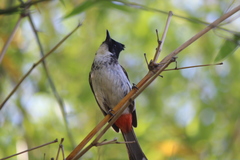 Pycnonotus cafer × jocosus