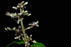 Miconia
