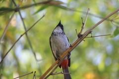 Pycnonotus cafer × jocosus