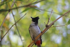 Pycnonotus cafer × jocosus