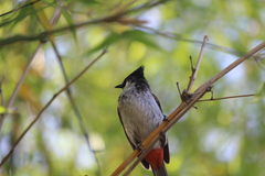 Pycnonotus cafer × jocosus