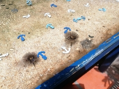 Fungi