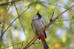 Pycnonotus cafer × jocosus