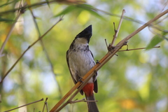 Pycnonotus cafer × jocosus