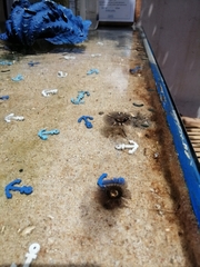 Fungi