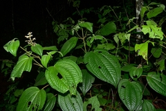 Miconia