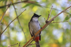 Pycnonotus cafer × jocosus