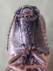 Agriotes apicalis