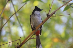 Pycnonotus cafer × jocosus