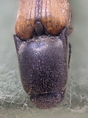Agriotes apicalis