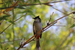 Pycnonotus cafer × jocosus