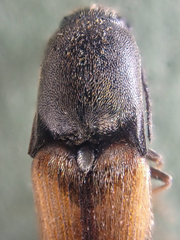Agriotes apicalis