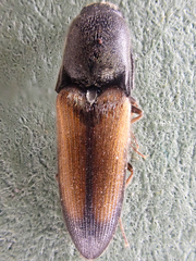 Agriotes apicalis