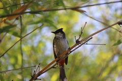 Pycnonotus cafer × jocosus